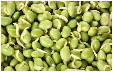 lima beans