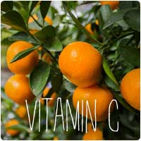 vitamin c