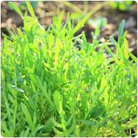arugula