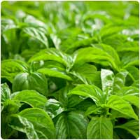 basil