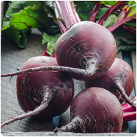 beetroot
