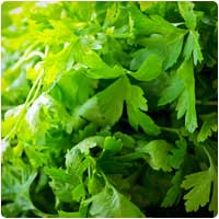 cilantro