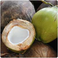 coconut