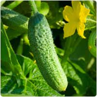 cucumber