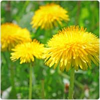 dandelion
