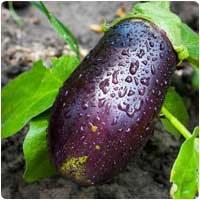eggplant