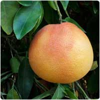 grapefruit