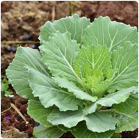 kale