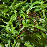 kelp