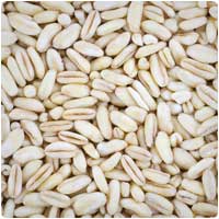khorasan wheat