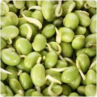 lima beans