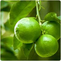 lime