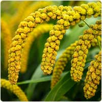 millet