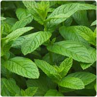 mint