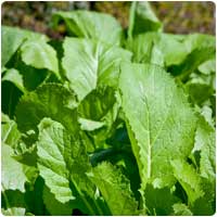 mustard greens