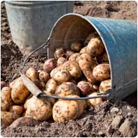 new potatoes