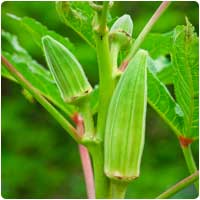 okra