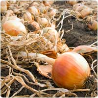 onion