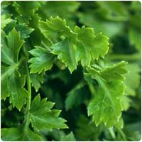 parsley