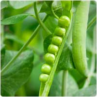 peas