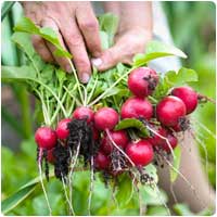 radish