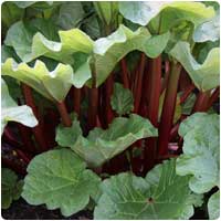 rhubarb