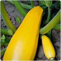 squash