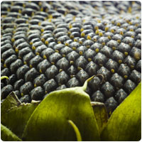 sunflower seeds