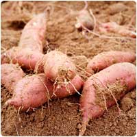 sweet potatoes