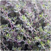 thyme