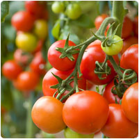 tomatoes