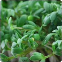 watercress