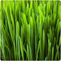 wheatgrass