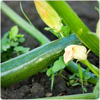 zucchini