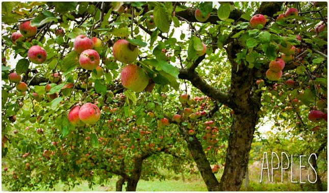 apples for long lasting energy