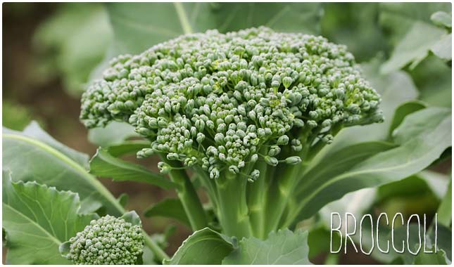 broccoli