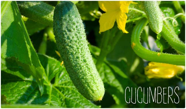 cucumbers