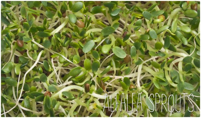 alfalfa sprouts