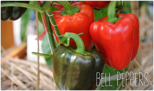 bell peppers