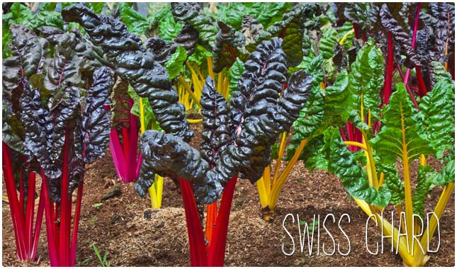 swiss chard