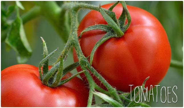 tomatoes are rich in antioxidants