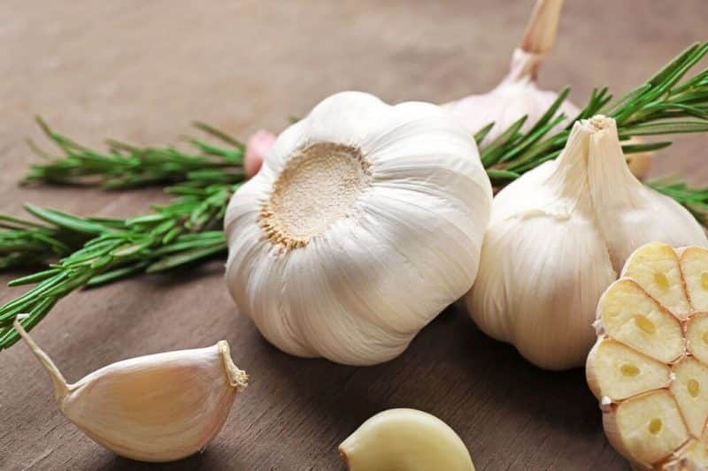 garlic