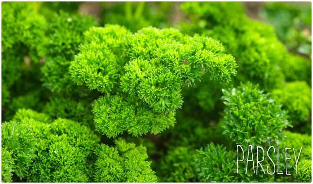 parsley