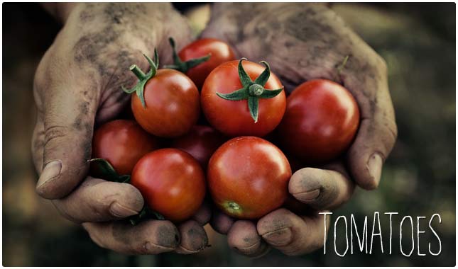 tomatoes