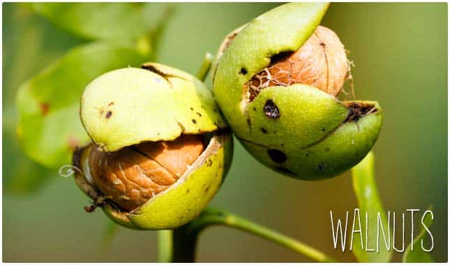 walnuts