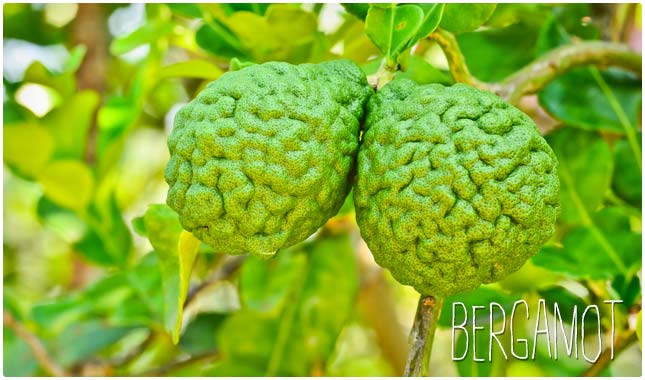 bergamot