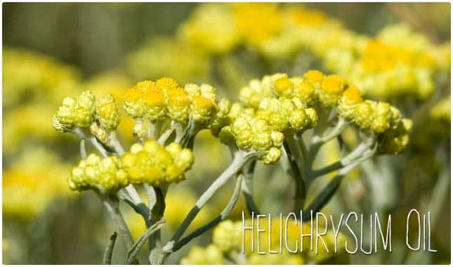 helichrysum detox essential oil