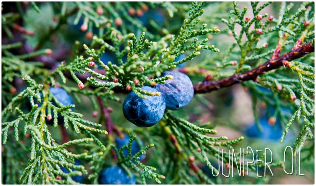 juniper oil