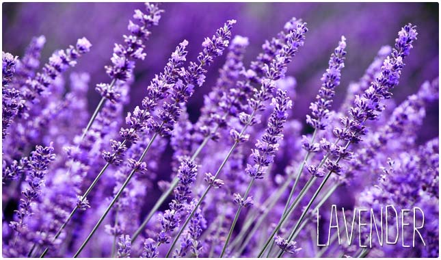 lavender anxiety remedy