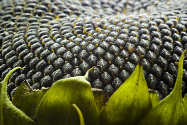 sunflower seeds are high in protein